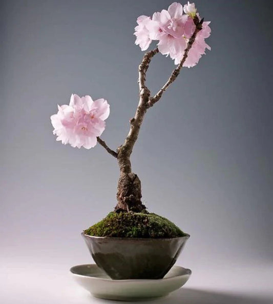 japenese saruka cherry blossom